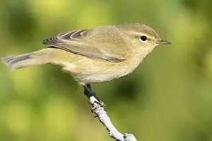 Outdoor Animal Pictures Prints: Common Chiffchaff, Phylloscopus collybita