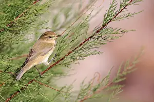 European Nature Reserve Birds Prints: Common Chiffchaff, Phylloscopus collybita