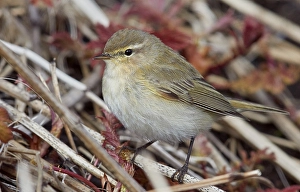Images Dated 24th April 2017: Common Chiffchaff Print, Utö Finland April 2017