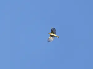 Birds In Flight Photography Prints: Common Chiffchaff;Phylloscopus collybita