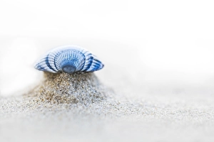 European Beach Scenery Prints: common cockle