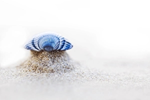 Dutch Coastal Landscape Prints: Common Cockle, Cerastoderma edule