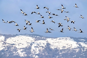 Common Crane Migration Prints: Common Crane, Grus grus