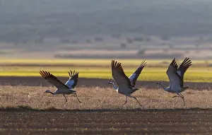 European Crane Species Prints: Common Crane, Grus grus