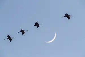 Nature Animal Images Prints: Common Crane, Grus grus