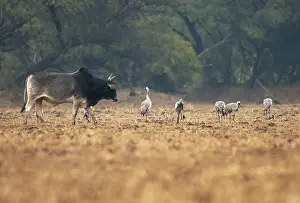 Common Crane Species Prints: Common Crane, Grus grus