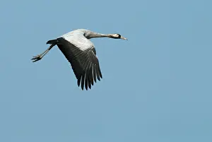 Common Crane Images Prints: Common Crane, Grus grus