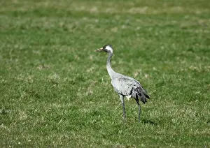 Grus Grus Species Prints: Common Crane, Grus grus