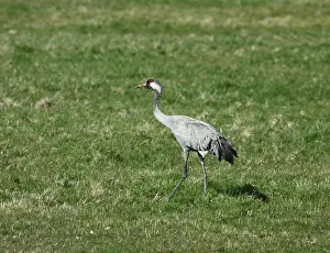 Eurasian Crane Prints: Common Crane, Grus grus