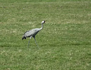 Grus Grus Images Prints: Common Crane, Grus grus