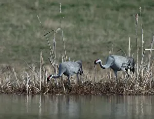 Common Crane Wildlife Prints: Common Crane, Grus grus