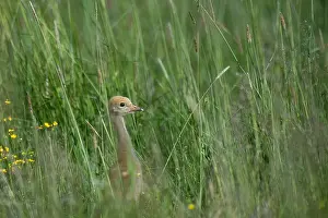 Finland Wildlife Images Prints: Common Crane, Grus grus