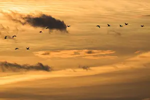 Spain Wildlife Photography Prints: Common Crane, Grus grus