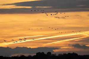 Spain Wildlife Images Prints: Common Crane, Grus grus