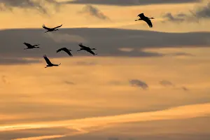 Spain Wildlife Photography Prints: Common Crane, Grus grus
