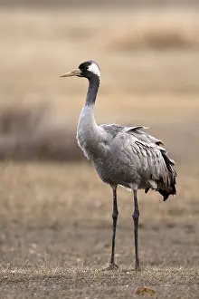 Grus Grus Species Prints: Common Crane, Grus grus