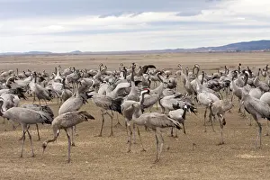 Dawn Bird Photography Prints: Common Crane, Grus grus