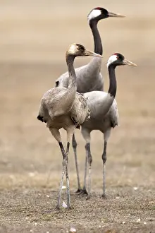 Grus Grus Species Prints: Common Crane, Grus grus