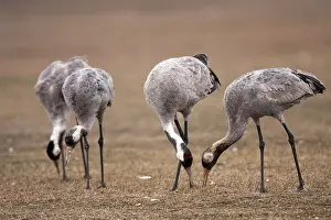 Grus Grus Species Prints: Common Crane, Grus grus