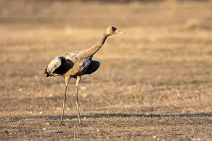 Grus Grus Species Prints: Common Crane, Grus grus