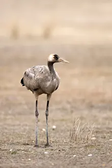 Grus Grus Habitat Prints: Common Crane, Grus grus