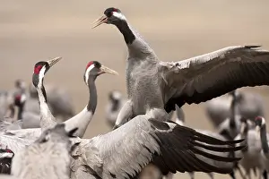Grus Grus Habitat Prints: Common Crane, Grus grus
