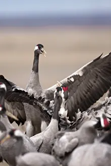 Grus Grus Species Prints: Common Crane, Grus grus