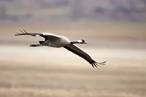 Grus Grus Habitat Prints: Common Crane, Grus grus