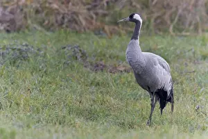 Nature Photography Birds Prints: Common crane, Grus grus