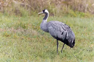 Wildlife Animals Prints: Common crane, Grus grus