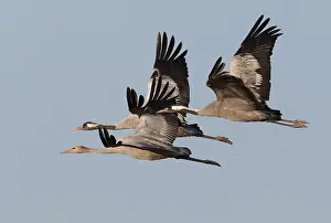 Finland Nature Photography Prints: Common Crane, Grus grus