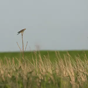 Common Cuckoo Print: Perched on a lone tree in an open field