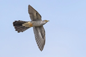 Blue Sky Nature Images Prints: Common Cuckoo, Cuculus canorus