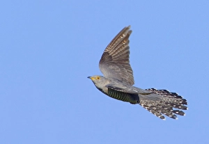 Common Cuckoo, Cuculus canorus