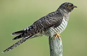 Netherlands Nature Photography Prints: Common Cuckoo, Cuculus canorus