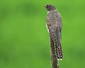 Autumn Migrant Print: Immature Common Cuckoo in Flight