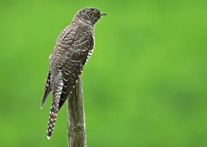 Print of Immature Common Cuckoo in Autumn Migration