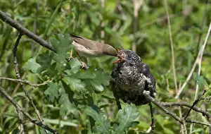 Wildlife Feeding Habits Prints: Common Cuckoo, Cuculus canorus