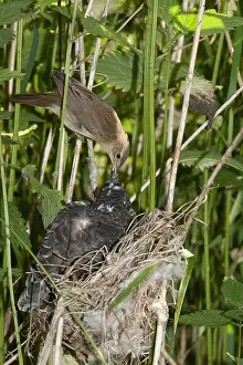 Common Cuckoo Prints: Common Cuckoo, Cuculus canorus