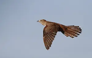Blue Sky Bird Flight Prints: Common Cuckoo, Cuculus canorus