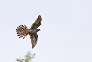 Blue Sky Nature Photos Prints: Common Cuckoo, Cuculus canorus