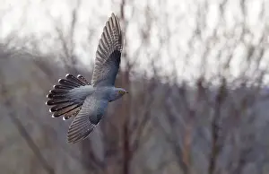 Bird Flying High Prints: Common Cuckoo, Cuculus canorus