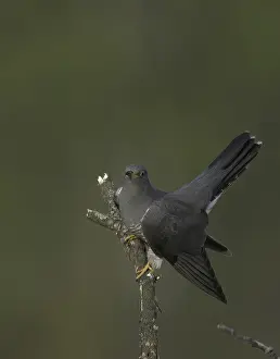 Common Cuckoo Prints: Common Cuckoo (Cuculus canorus)