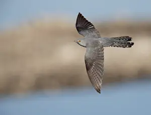 In Flight Wildlife Photography Prints: Common Cuckoo, Cuculus canorus