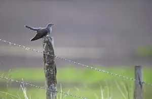 Male Common Cuckoo Print: Perched on a wooden pole in a Dutch meadow