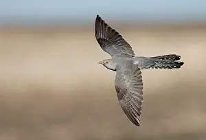 Netherlands Nature Photography Prints: Common Cuckoo, Cuculus canorus