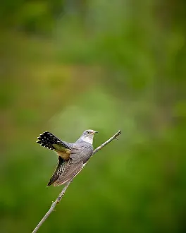 Common Cuckoo Prints: Common Cuckoo, Cuculus canorus