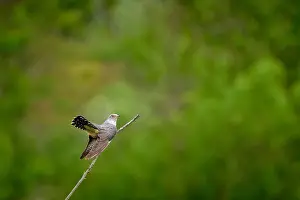 Perched Bird Photography Prints: Common Cuckoo, Cuculus canorus