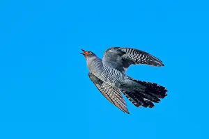 Common Cuckoo Prints: Common Cuckoo, Cuculus canorus