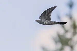 Nature Photography Animals Prints: Common Cuckoo in flight